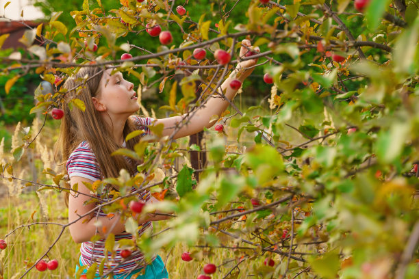 在果园里摘苹果的女孩图片下载