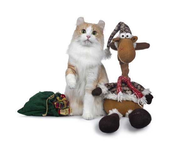 可爱的红色和白色的美国卷毛猫坐在绿色的礼品袋和一只鹿，一只爪子抬起，看着相机迷人的绿色/黄色眼睛。孤立在白色背景上。图片下载