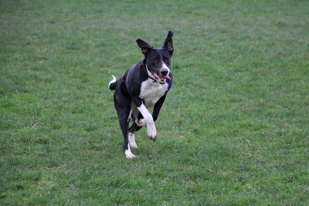 在公园里跑布尔伯尔图片下载