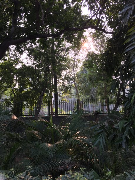 一个完美的阳光照射在绿色大自然中的地方。图中展现了大自然的金黄色和绿色的完美结合。图片下载