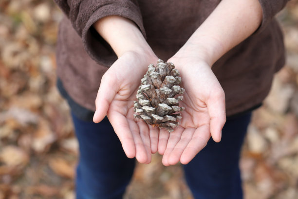 张开手拿松果图片下载