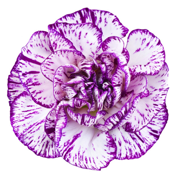 花在孤立的背景，照片拍摄在工作室摄影图片下载