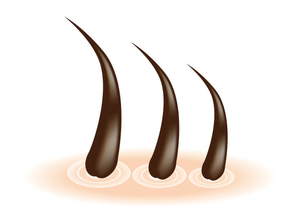 毛囊的矢量图像材料图片下载