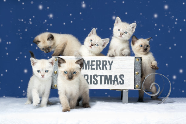 六只暹罗小猫坐在雪橇上过圣诞节图片下载