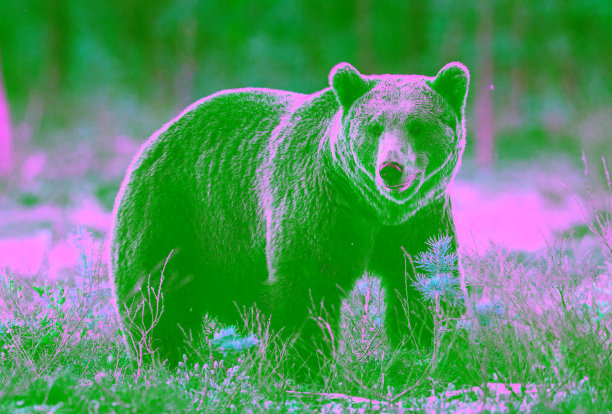 春天森林里的沼泽上有棕熊。图片下载