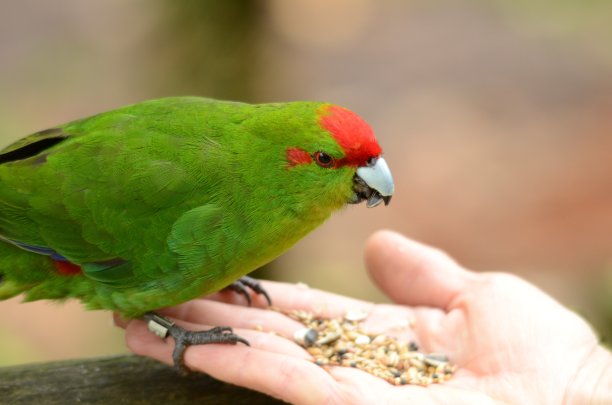 红冠长尾小鹦鹉，新西兰图片下载