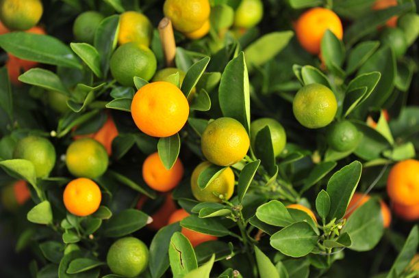 成熟的橙子挂在树上图片下载