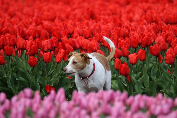 郁金香地里的杰克罗素梗图片下载