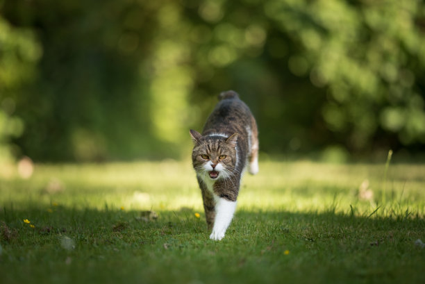 运行的猫图片下载