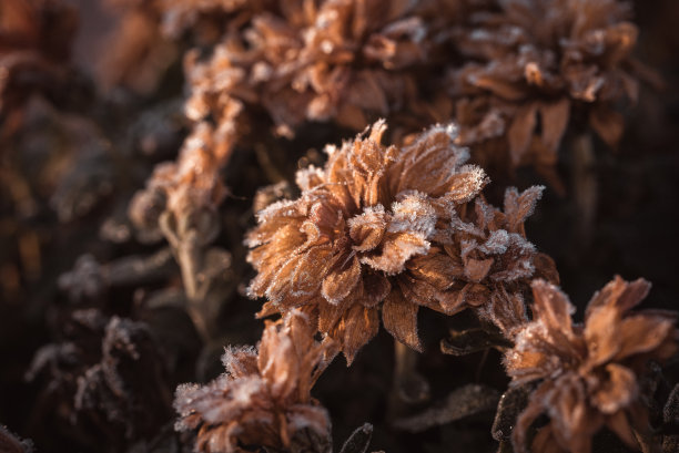 旱菊被霜覆盖的水平照片。花的颜色是橙色的，叶子已经是棕色的。霜是白色的，冰晶是透明的。图片下载