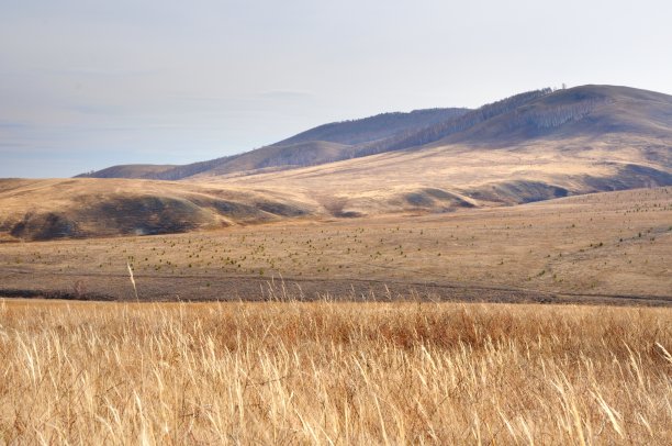秋天的风景，平滑的山丘覆盖着黄色的秋天的草，在明亮的背光在黎明深阴影图片下载