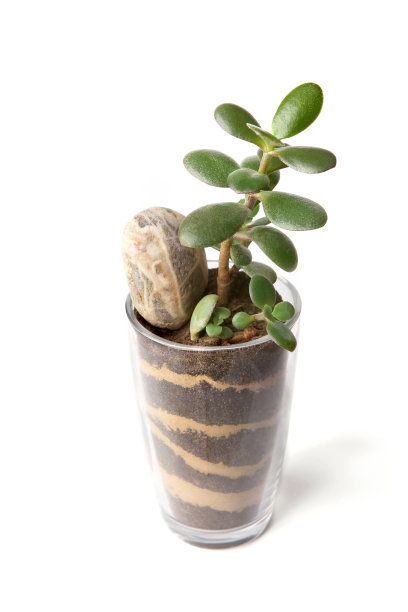 白色背景玻璃杯中生长的玉树图片下载