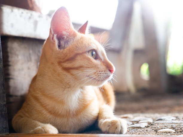 凯蒂在门口等着图片下载