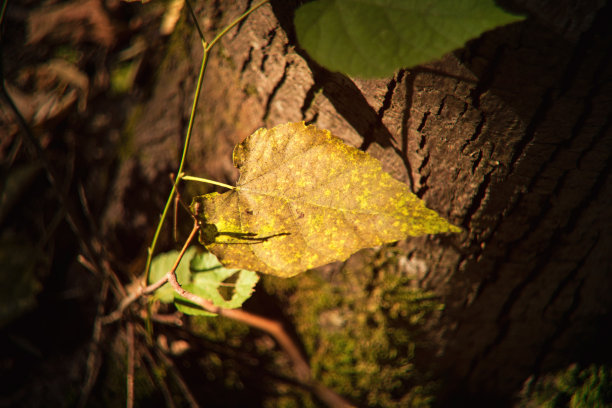 日落时森林树枝上的秋叶图片下载