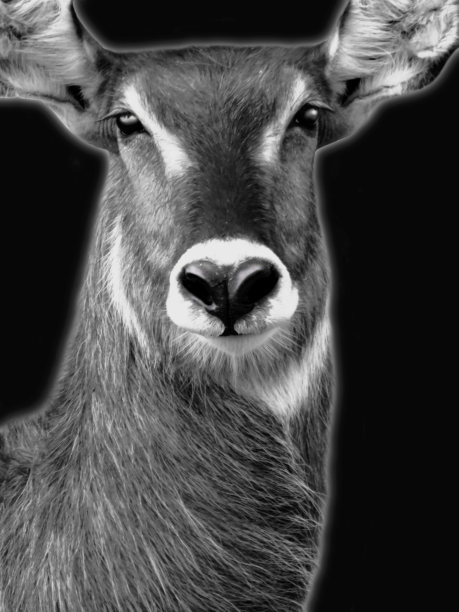 非洲大羚羊图片下载