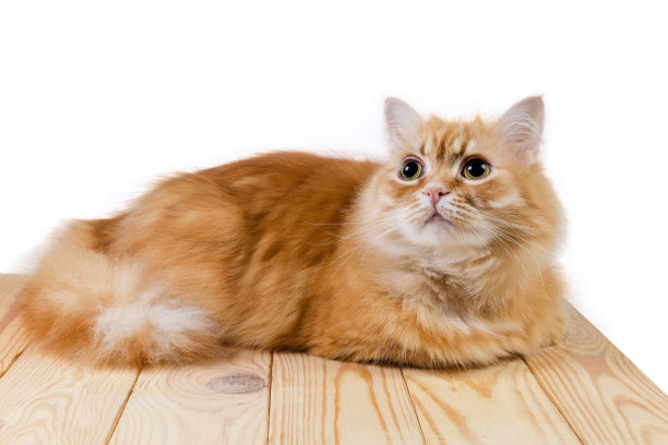 姜猫躺在木头表面向上看图片下载