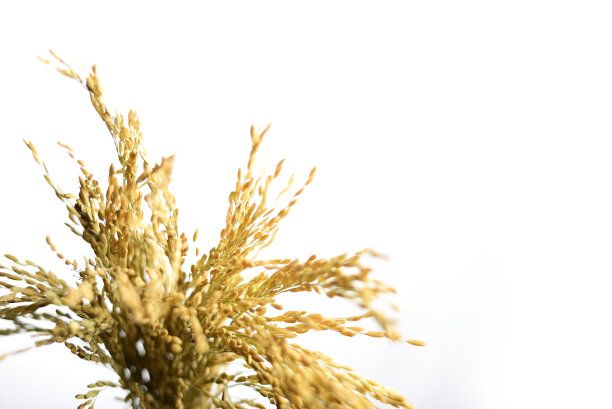 黄色稻谷的特写图片下载