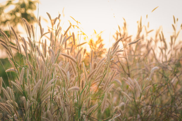 美妙的风景从羽毛草的田野在傍晚日落的剪影。宁静感觉的概念。乡村风景的气氛。图片的背景，壁纸和复制空间。图片下载