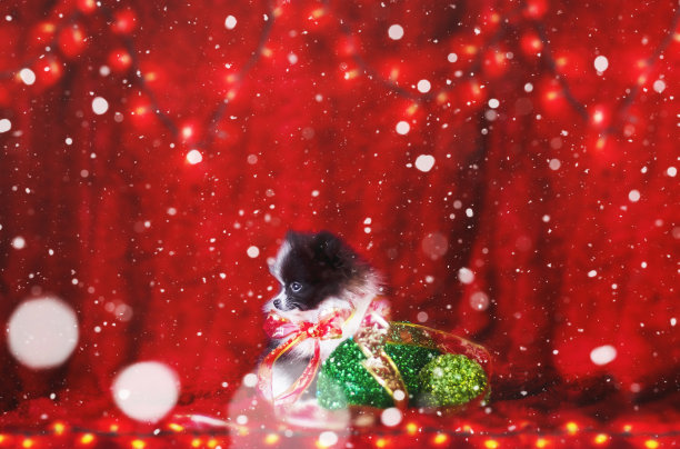 可爱的黑色和白色圣诞波美拉尼亚小狗与圣诞红丝带蝴蝶结和绿色装饰图片下载