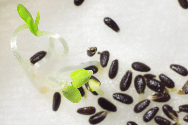 发芽的种子。32、生态的概念，生长的概念，发展的概念，新生命的概念。图片下载