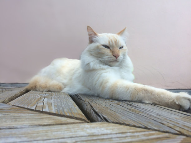 骄傲的白猫图片下载