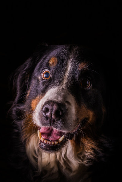 垂直照片与成年母伯尔尼山狗的肖像。狗张开着微笑的嘴，有粉红色的大舌头。皮毛有白色、橙色和黑色。背景很暗。图片下载