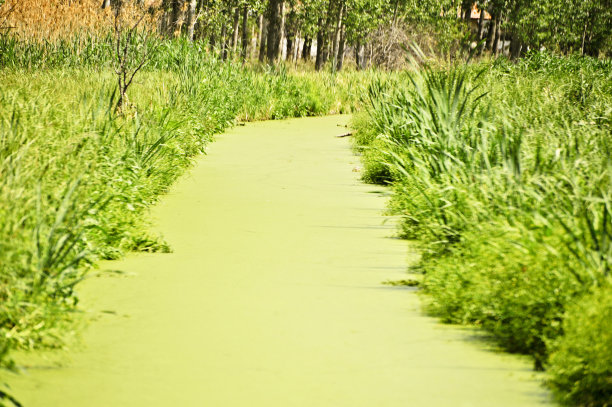 绿色沼泽图片下载