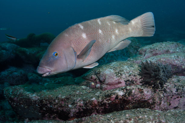 东蓝鱼濑鱼，新南威尔士，澳大利亚图片下载