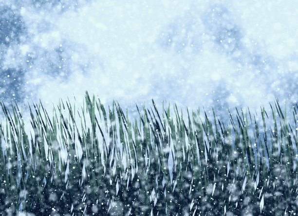 雪花背景上的冻草图片下载