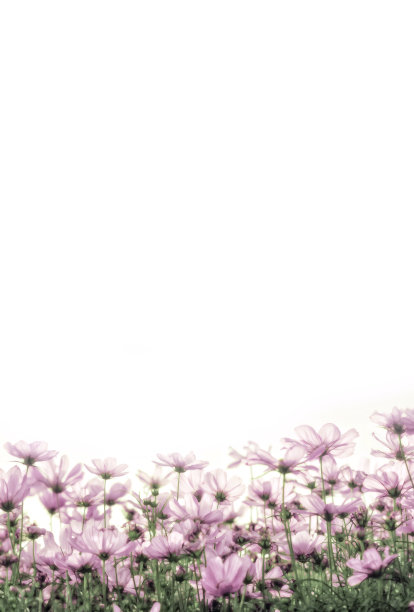 美丽的宇宙花在白色的背景。图片下载