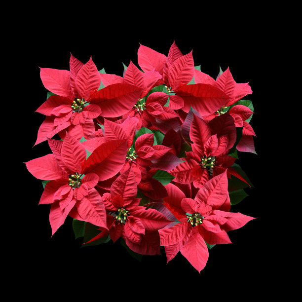 一品红与黑色copyspace图片下载