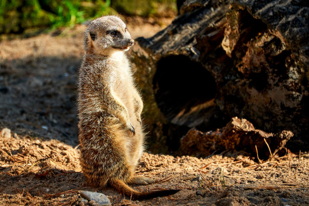 猫鼬庄园在找东西图片下载