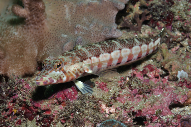 白条纹Grubfish，昆士兰，澳大利亚图片下载