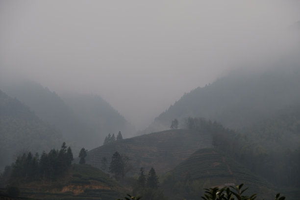 中国的茶园图片下载