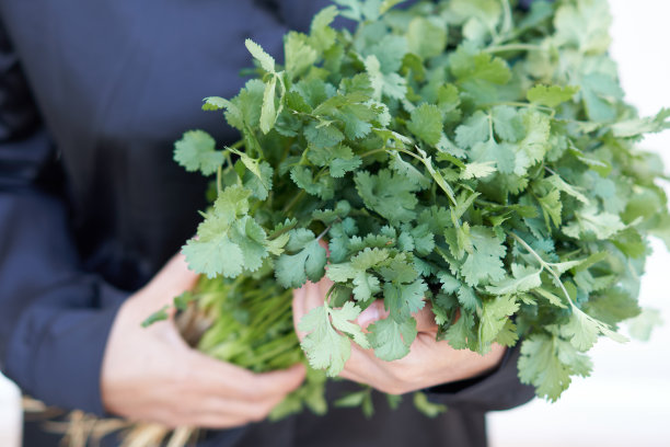 泰国妇女穿着黑色衬衫，手里拿着菜园里新鲜的绿色香菜叶。图片下载