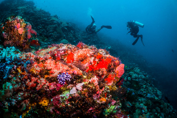 珊瑚礁，鱼和潜水员图片下载