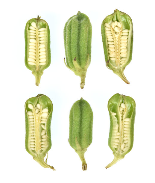 白芝麻孤立在白色背景上的俯视图图片下载