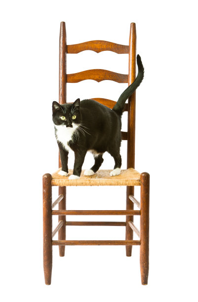 老式古董乡村农场柳条家具椅子与猫图片下载