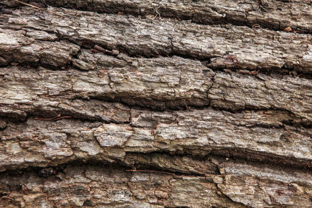 树皮的纹理为设计师设计图片下载