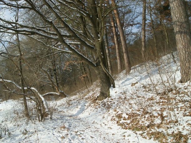 冬季森林图片下载
