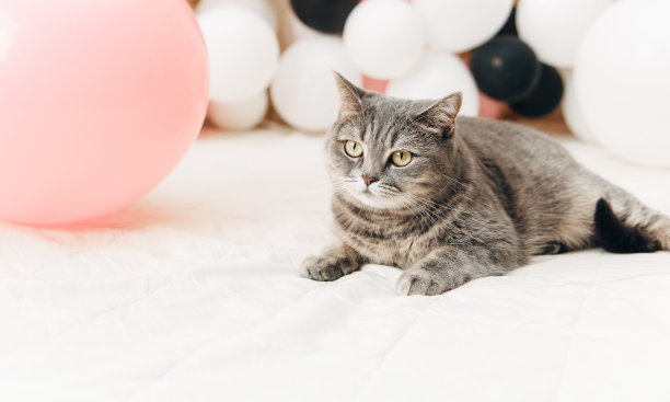 苏格兰的猫。漂亮时尚的照片。白色背景。图片下载