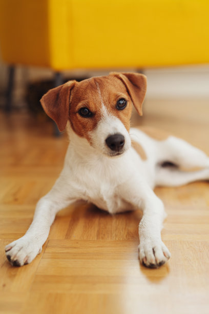 可爱的牧师罗素小狗放松地躺在地板上图片下载