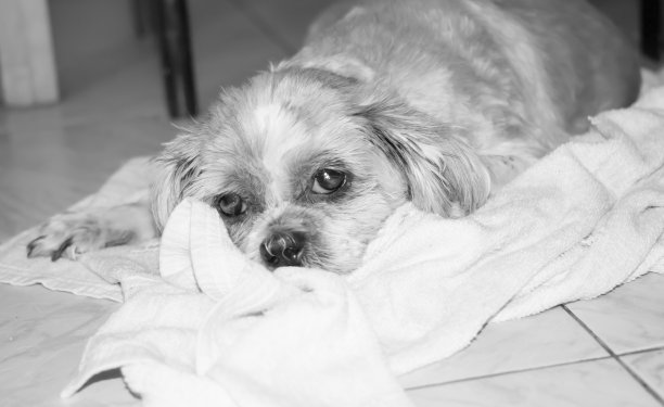 生病狗的黑白照片图片下载