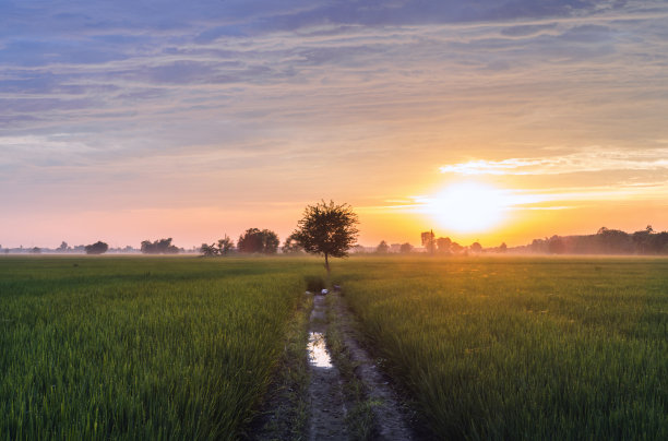 印度农村稻田里的日落图片下载