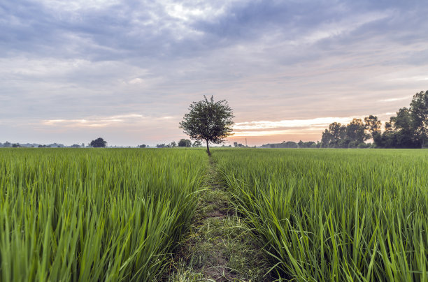 印度农村稻田里的树图片下载