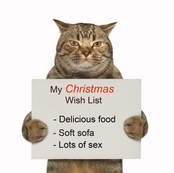 猫拿着圣诞愿望清单图片下载
