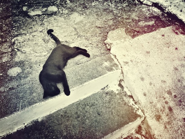 流浪的黑猫在街上睡觉图片下载