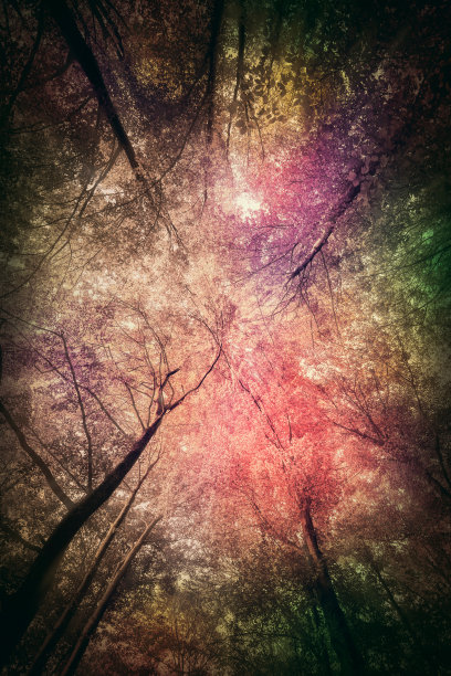 在神奇的森林里图片下载