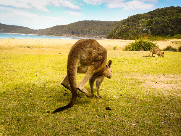 一只袋鼠在海滩附近跳来跳去图片下载