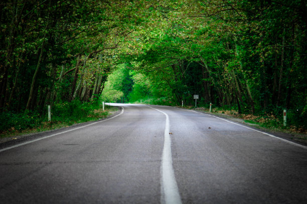 穿过森林的柏油路图片下载